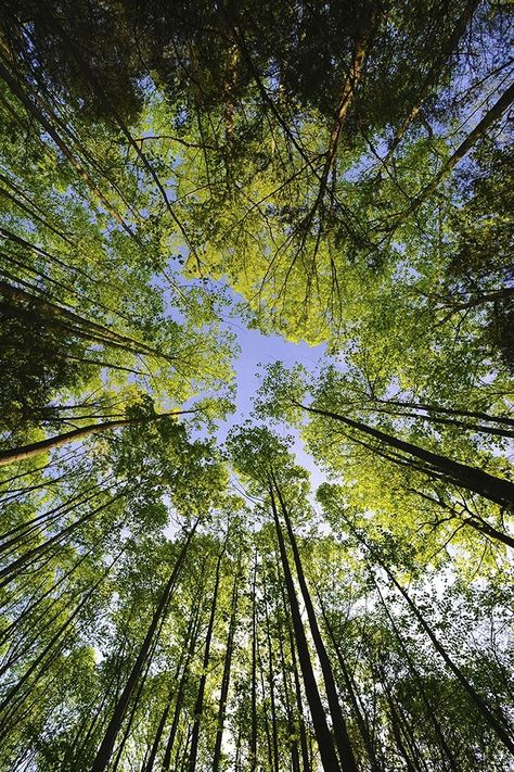 Tall trees Sky Gazing, Photo Tree, Beautiful Tree, Inspirational Pictures, Tree Painting, Landscape Photos, Beautiful Photography, Nature Pictures, Nature Beauty