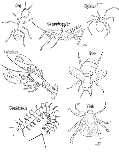 Insect Body Parts, Insect Unit, Insect Coloring Pages, Bug Coloring Pages, Coloring Worksheet, Animal Classification, Pet Blog, Arthropods, Color Worksheets