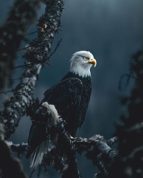 hoto by @fursty Bald Eagle overlooking its territory. #wildplane Eagle Aesthetic, Wolf Aesthetic, Wild Animals Photography, Eagle Images, Amazing Animal Pictures, Eagle Pictures, Wild Animals Pictures, Eagle Art, Home Diy Ideas