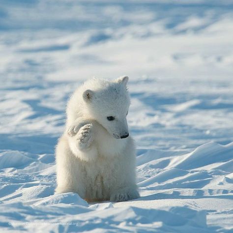 Polar Bear Tattoo, Mom Bear, Eagle Pose, Baby Polar Bears, Cat Jokes, Bear Cub, Bear Cubs, Polar Bears, Cute Wild Animals