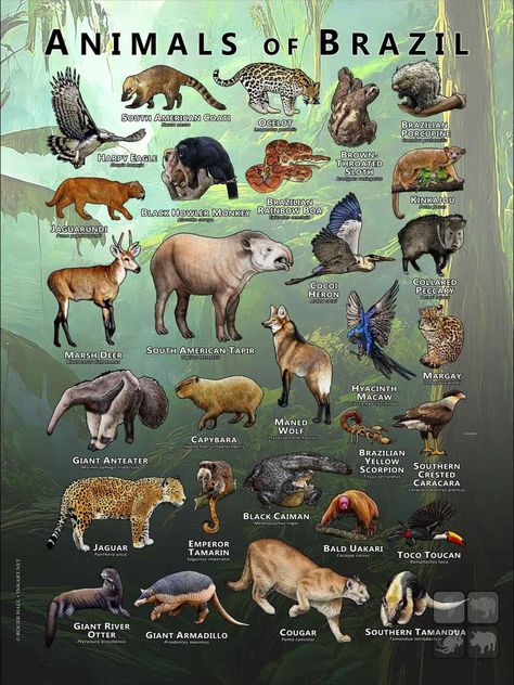 Brazil Wildlife, Brazil Animals, Brazil Poster, Amazon Animals, Animals Around The World, Animal Infographic, World Animal Day, Australian Fauna, Tropical Animals