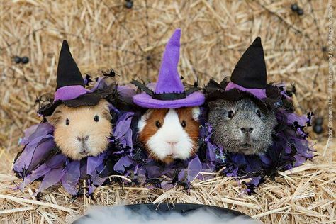 Halloween witch guinea pigs. Pig Photography, Pig Photos, Pig Halloween Costume, Guinea Pig Costumes, Pig Pics, Pig Ideas, Halloween Pets, Pig Halloween, Guinea Pigs Funny