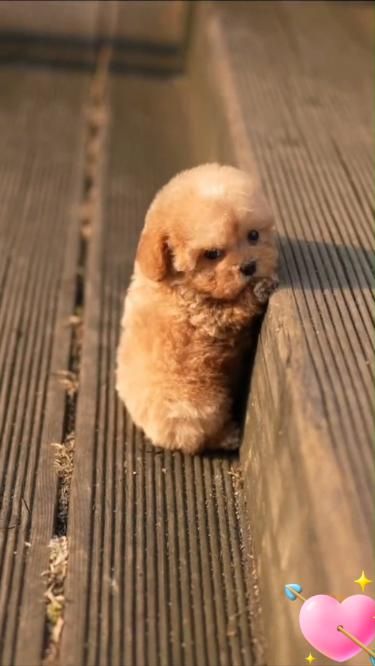 Cute Animals Real, Anjing Poodle, Cute Fluffy Puppies, Very Cute Animals, Cute Small Dogs, Cute Dog Wallpaper, Cute Dogs Images, Very Cute Puppies, Really Cute Puppies