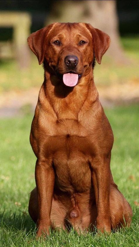 Hunting Puppies, Fox Labrador, Red Lab Puppies, Dog Goals, Fox Red Labrador, Red Labrador, Dogs Breeds, Lion Dog, Street Dogs