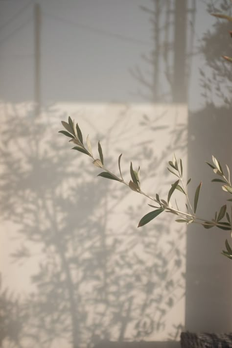 背景 シンプル, Instagram Frame, Minimalist Wallpaper, Beige Aesthetic, Olive Branch, I Wallpaper, White Aesthetic, Aesthetic Backgrounds, Aesthetic Photo