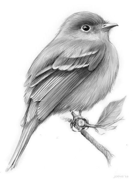 The Least Flycatcher by Greg Joens | ArtWanted.com Bird Pencil Drawing, Realistic Animal Drawings, Pencil Drawing Tutorials, Bird Sketch, 얼굴 그리기, Drawing Faces, Sketch Ideas, Pencil Art Drawings, Animal Sketches