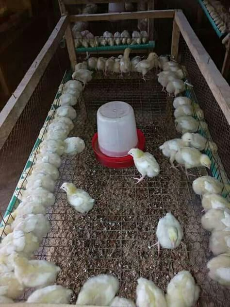 Reban Ayam, Chicken Rearing, Poultry Farm Design, Chicken Feeder Diy, Cute Chicken Coops, Easy Chicken Coop, Chicken Coop Garden, Chicken Barn, Simple Front Yard Landscaping