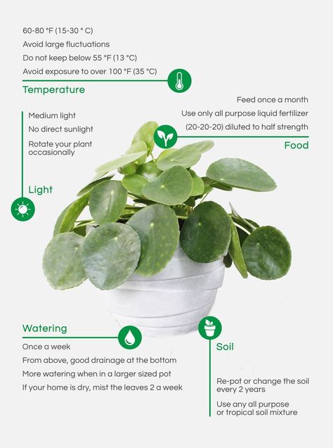 Summer Deck, Cactus Terrarium, Plant Care Houseplant, Pilea Peperomioides, Chinese Money Plant, Money Plant, Indoor Plant Care, House Plant Care, Garden Care