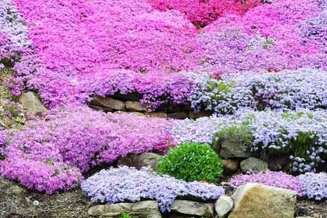 Phlox Ground Cover, Garden Ground Cover, Phlox Subulata, Moss Phlox, Botanical Tulip, Tomatoes In Containers, Garden Ground, Phlox Flowers, Creeping Phlox