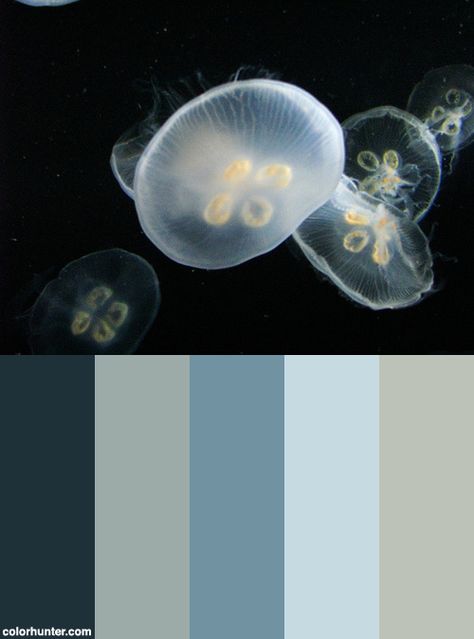 Moon+Jellyfish+Color+Scheme Jellyfish Colour Palette, Moon Jellyfish Watercolor, Jellyfish Color Palette, Jellyfish Palette, Moon Jellyfish Drawing, Moon Jellyfish Wallpaper, Jellyfish Space, Jellyfish Room, Moon Jellyfish