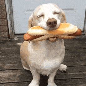 Hot Dog Found on spoonuniversity.com Nursing Humor, Dog Pin, Dogs Of The World, Dog Gifs, Dog Memes, Happy Dogs, Images Gif, Animal Memes, 귀여운 동물