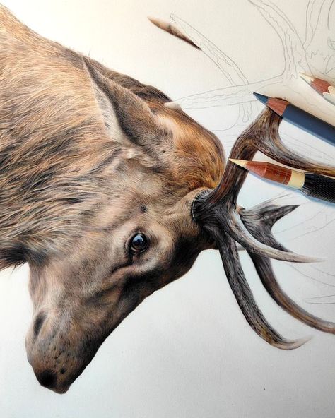 What a shame I can't do this drawing full-time because it's one of my favorites so far! And it already has a spot in a very special home... 😉🤫 Deer drawing • Colored pencil artwork • Realistic animal artist • Wildlife art Drawing Colored Pencil, Deer Sketch, What A Shame, Deer Drawing, Pencil Artwork, Colored Pencil Artwork, I Cant Do This, Pencil Art Drawings, Wildlife Art