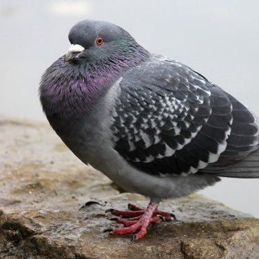 Fat Pigeon I found on Google :) https://twitter.com/iamfatpigeon Fat Pigeon, Feral Pigeon, Pigeon Post, Cute Pigeon, Pigeon Pictures, Wood Pigeon, Baby Bird, Birds Tattoo, Cute Little Drawings