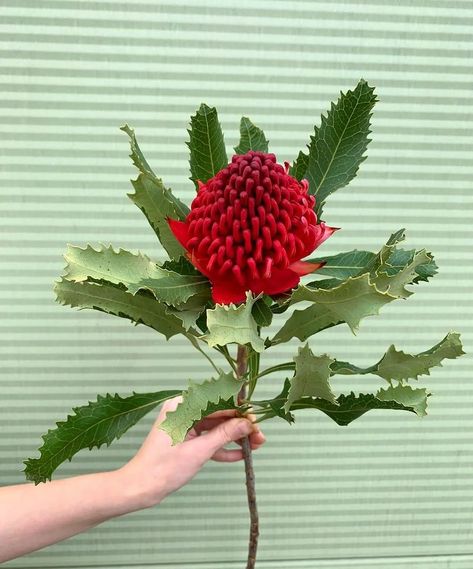 Waratah flower a.k.a. Telopea speciosissima Waratah Flower, South African Flowers, Orchid Photography, Australian Flowers, Most Popular Flowers, Australian Native Flowers, Australian Plants, Australian Native Plants, Australian Flora