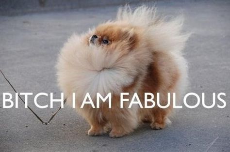 fullfontal.tumblr... Lou Dog, Baby Pomeranian, Spitz Pomeranian, Im Fabulous, Blue Merle, E Card, Cutest Animals, Siberian Husky, Makes Me Laugh