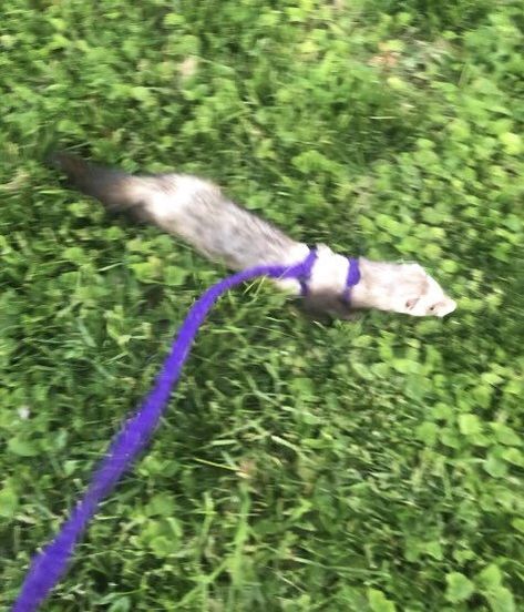 Ferret Harness Diy, Ferret Leash, Pig Harness, Ferret Supplies, Ferret Standing, Ferret On A Leash, Ferrets Playing, Ferret Memes Hilarious, Cute Ferrets