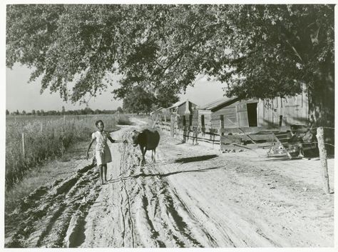 Mississippi Delta, bringing home cow from the fields in the evening,"-1939, photograph by Marion Post Wolcott. Mississippi Delta Blues, Song Of The South, Mississippi Delta, American Photo, Old Photography, New York Public Library, African American History, Black American, City Girl