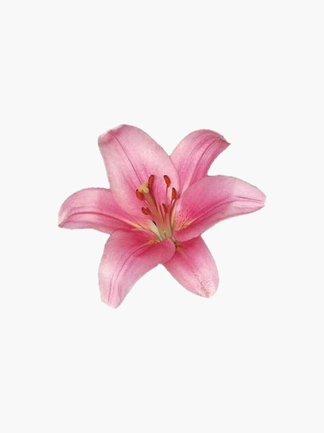 "pink lily flower" Sticker by ---clara--- | Redbubble Single Flower Illustration, Lilies Aesthetic, Lily Sticker, Pink Lily Flower, Cha Ching, Lilly Flower, Sketchbook Inspo, Flower Gift Ideas, Phone Ideas