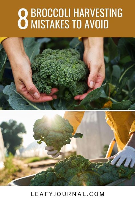 Harvesting broccoli? 🥦 Don't make these mistakes! Learn the top 8 common blunders to avoid for the freshest and tastiest homegrown broccoli. Harvesting Broccoli, Broccoli Plant, Cabbage Worms, Broccoli Stems, Frozen Broccoli, Plant Problems, Neem Oil, Soil Improvement, Beneficial Insects