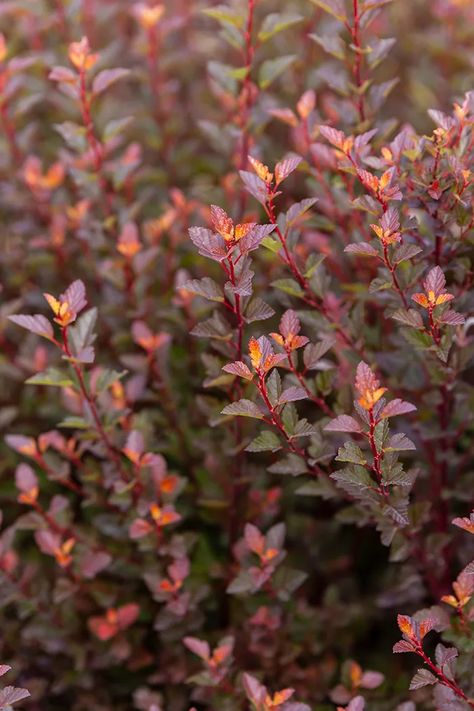 Spicy Devil Ninebark Is a Colorful Small Native Shrub - Horticulture Ninebark Shrub, Physocarpus Opulifolius, Sloped Backyard Landscaping, Outdoor Fire Pit Designs, Landscaping Trees, Sloped Backyard, Fire Pit Designs, Garden Shrubs, Native Garden