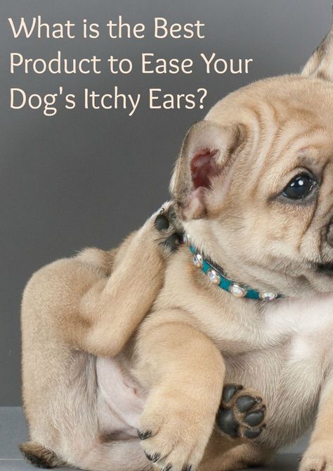 Dog Scratching Ear, Itchy Dog Ears, Itch Relief For Dogs, Itchy Ears, Itchy Dog, Dog Shaking, Dog Itching, Dog Health Tips, Dog Ears