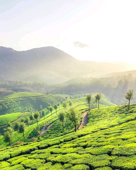 India Landscape, Munnar Kerala, Kerala Travel, Best Vacation Spots, Western Ghats, Travel Pictures Poses, Munnar, Landscape Photography Nature, Beautiful Places On Earth