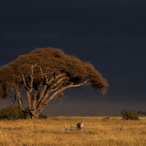 Cheetah with 4 cubs in a beautiful landscape of #Amboseli and a pair of African fish eagle 🦅 adding the cherry on the top [Kenya, Africa, Amboseli, Safari, Kenya tour, wildlife, cheetah, fine art, landscape] #jayantaguhaphotography #CamostoryExpedition #natgeotravelindia #wildlifephotos #landscape #habitat #cheetah #safariwithjayanta Savannah Aesthetic African, Savannah Aesthetic, African Fish Eagle, Fish Eagle, Wild Dog, African Wild Dog, Wildlife Habitat, Wildlife Photos, Fine Art Landscape