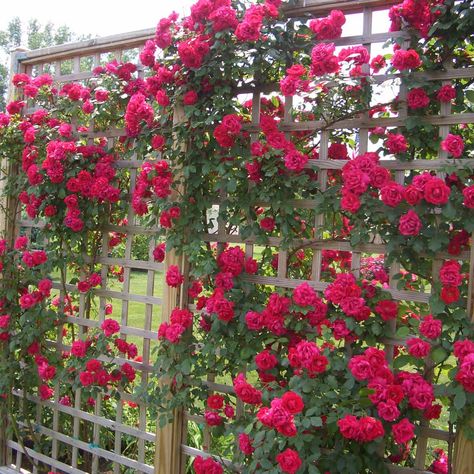 trellis flower wall Climbing Roses Trellis, Diy Flower Wall, Climbing Trellis, Flower Trellis, Diy Garden Trellis, Climbing Flowers, Rose Trellis, Vertical Gardens, Growing Roses