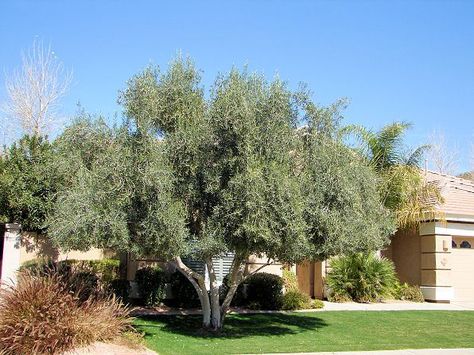 'Majestic Beauty' olive is a nearly fruitless olive tree introduced by Monrovia Nursery. Olive Tree Landscaping, Tuscan Landscape Design, Olive Trees Landscape, Drought Garden, Tree Landscaping, Xeriscape Landscaping, Desert Trees, Desert Gardens, Tree Moon