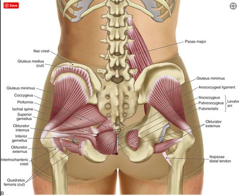 Punkty Spustowe, Levator Ani, Hip Anatomy, Pelvic Muscles, Nervus Vagus, Inner Thigh Muscle, Pelvic Bone, Hip Pain Relief, Human Body Anatomy