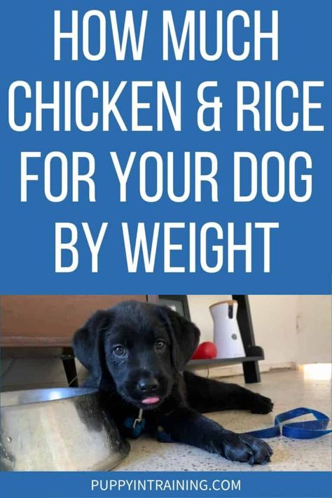 How Much Chicken & Rice For Your Dog By Weight? Black Lab puppy lying down underneath/beside his bowl with cartoon drawn dog Boiled Chicken And Rice, Dog Training Treats Recipe, Rice Diet, Bland Diet, Chicken And Rice Dishes, Cheesy Chicken Broccoli, Broiled Chicken, Chicken For Dogs, Dog Training Treats