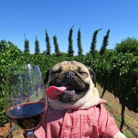 Doug the Pug is my spirit animal! Silly Dog Pictures, Gatos Cool, Cute Pug Puppies, Doug The Pug, Baby Pugs, Bulldog Francese, A Pug, Pug Puppies, Pugs Funny