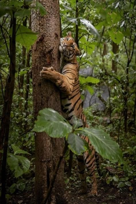 Rainforest Tribes, Amazon Rainforest Animals, African Rainforest, Amazon Forest, A Daily Routine, Jungle Vibes, Rainforest Animals, Wild Spirit, Inspo Board