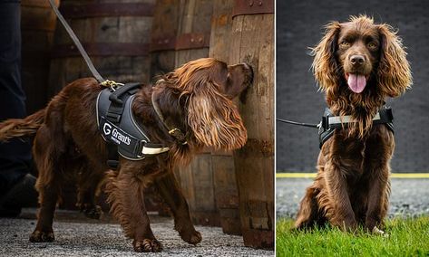 Whisky distillery has hired a SNIFFER DOG to detect imperfections Grant Whisky, Whisky Distillery, Detection Dogs, Kids Book, Kids' Book, Working Dogs, Dog Stuff, Cocker Spaniel, Spaniel