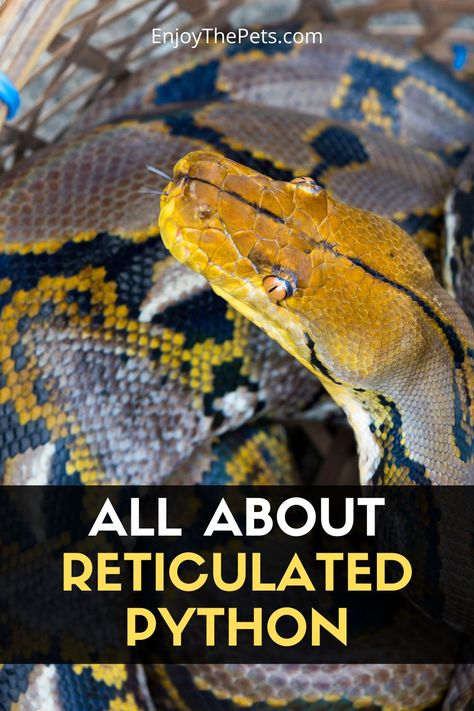 The reticulated python epitomizes the saying "go big or go home" for reptile owners. Is the world's longest snake. Native to Asia, this snake can grow up to 30 feet or longer and weigh roughly 350 pounds. However, most reticulated pythons in captivity stay in the 10- to 20-foot range and weigh around 100 to 200 pounds; females grow larger than males. As pets, they can be somewhat feisty and aren't recommended for beginners #enjoythepets Reticulated Python Enclosure, World's Largest Snake, Snake Enclosure, Reticulated Python, Long Snake, Largest Snake, Go Big Or Go Home, 200 Pounds, Reptiles And Amphibians