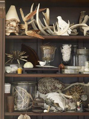 things Cabinet Of Curiosity, Cabin Bathroom, Curiosity Cabinet, Art Coquillage, The Creeper, Cabinet Of Curiosities, Natural Curiosities, Rustic Contemporary, Bathroom Idea