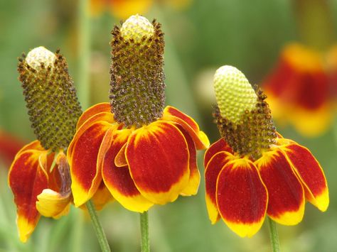 Long-headed Coneflower (Ratibida columnifera) Prairie Coneflower, Naturalistic Garden, Mexican Hat, Rose Seeds, Home Garden Plants, Cherry Hill, Jasmine Flower, Spring Plants, Fruit Seeds