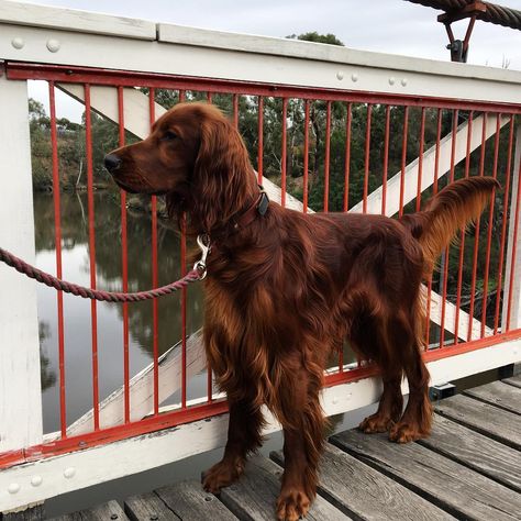 Rorytheirishsetter on Instagram: “A big red bridge for a big red dog #studleypark #irishsetter #irishsetters #irishredsetter #irishsetterlove #irishsetterpuppy #irsksetter…” Irish Setter Puppy, Setter Dogs, Irish Red Setter, Irish Setter Dogs, Gordon Setter, Irish Setters, Dog Artwork, Puppies And Kitties, Pretty Dogs