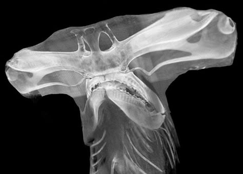 Hammer Head, Ct Scan, Hammerhead Shark, All Fish, Shark Week, Ocean Life, Creature Design, X Ray, Marine Life