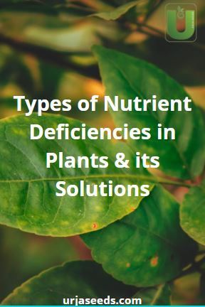 Deficiency In Plants, Potassium Deficiency Symptoms, Zinc Deficiency Symptoms, Plant Deficiencies, Best Magnesium Supplement, Potassium Deficiency, Topical Magnesium, Magnesium Deficiency Symptoms, Best Magnesium