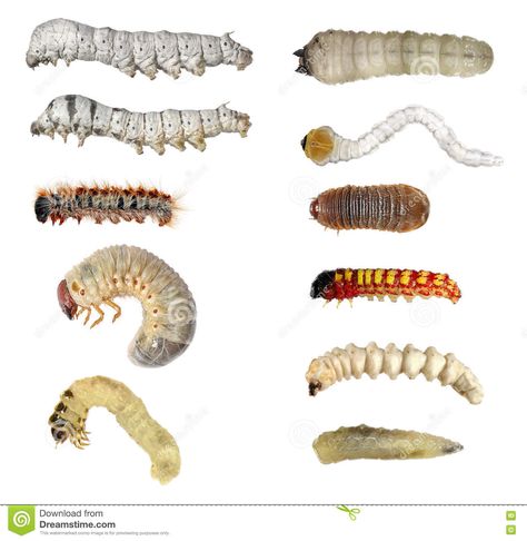 Insect larvae (caterpillars) set. Photo about host, jewel, fauna, garden, invertebrate, control, melolontha, biological, butterfly, damage, mediterranean, eats, environment - 73798434 Tma Aesthetic, Jane Prentiss, Alien Insect, Moth Larvae, Beetle Larvae, Longhorn Beetle, Moth Butterfly, Life Drawing Reference, Butterfly Insect