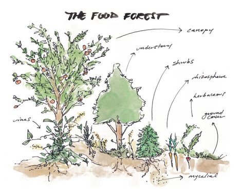 Illustration by Brook Artziniega Edible Forest, Forest Food, Fruit Shrub, Food Forest Garden, Forest Drawing, Carbon Sequestration, Farm Layout, Permaculture Design, Food Web