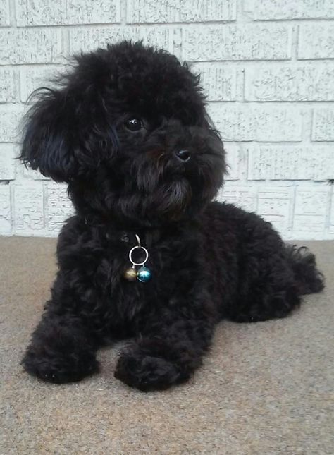 Mini Toy Poodle, Toy Poodle Puppies Black, Black And White Mini Poodle, Black Toy Poodle, Poodle Puppy Black, Chocolate Poodle Miniature, Toy Poodle Haircut, Miniature Poodle Black, Teacup Poodle