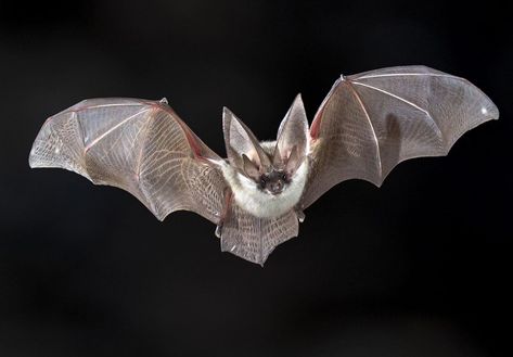 INTERNATIONAL BAT APPRECIATION DAY - April 17, 2022 - National Today Bat Facts For Kids, Getting Rid Of Bats, Bumblebee Bat, Red Perennials, Bat Facts, Bat Species, Keystone Species, Nocturnal Animals, List Of Animals