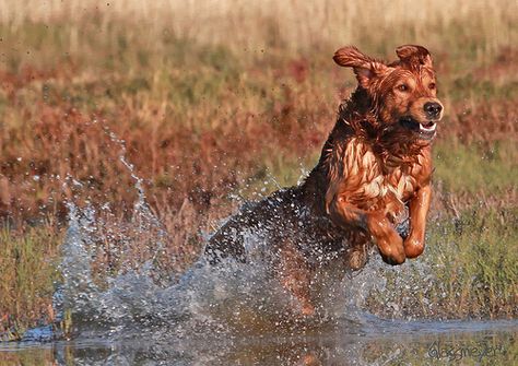 Explosive Launch (Field Golden Retriever) by dglassme, via Flickr Golden Retriever Baby, Fishing Photography, Working Dog, Canine Art, Raining Cats And Dogs, Bird Hunting, Bird Dogs, Pretty Dogs, Water Dog