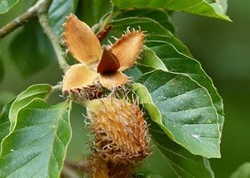 Beech Nut, Copper Beech, Sweet Chestnut, Toast In The Oven, Chestnut Trees, Beech Tree, Mother Earth News, Small White Flowers, Wild Food