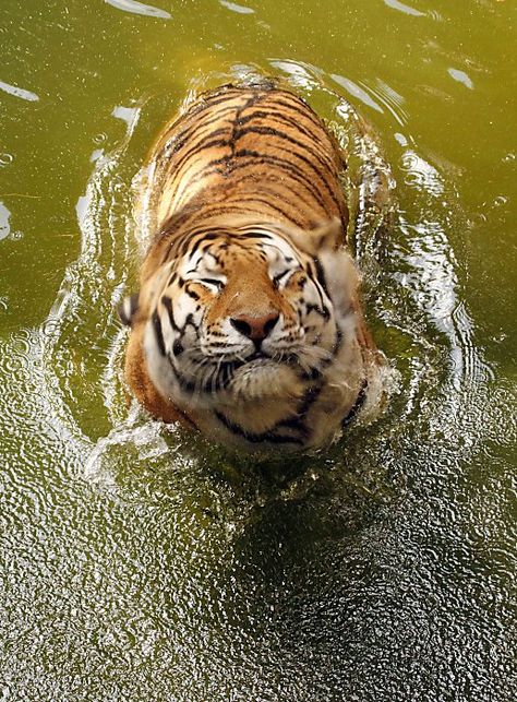 Tiger In Water, Cheetahs, A Tiger, Animal Planet, Animal Photo, Beautiful Cats, 귀여운 동물, Animals Friends, Big Cats