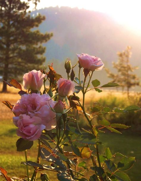 rose bushes Rose Bush Photography, Rose Bush Aesthetic, Rose Bush Painting, Wild Rose Bush, Recital Poster, Senior Recital, Healing Business, Watercolor Reference, Book Mood