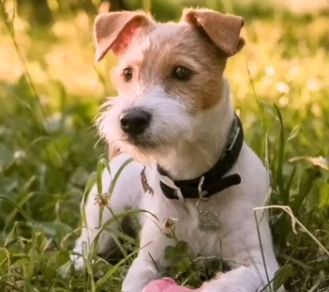 Top 145 Best Parson Russell Terrier Dog Names Parson Russell Terrier Puppy, Parson Russell Terriers, Parsons Terrier, Koolie Dog, Dog Name Ideas, Parson Jack Russell, Dog Haircut, Chihuahua Terrier Mix, Jack Russell Mix