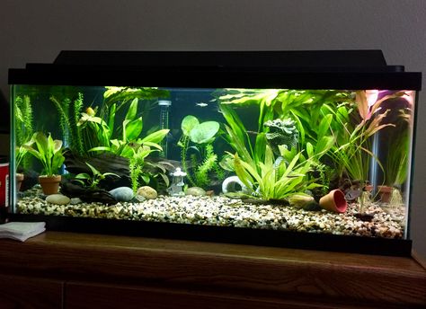 20 Gallon Long Tank 20gallon Fish Tank Ideas, 40 Gallon Fish Tank Ideas, Betta Fish Tank Ideas 10 Gallon, 10 Gallon Fish Tank Aquascape, 20 Gallon Aquascape, 55 Gallon Fish Tank Ideas, 20 Gallon Fish Tank Ideas, 20 Gallon Long Aquarium Ideas, 20 Gallon Betta Tank